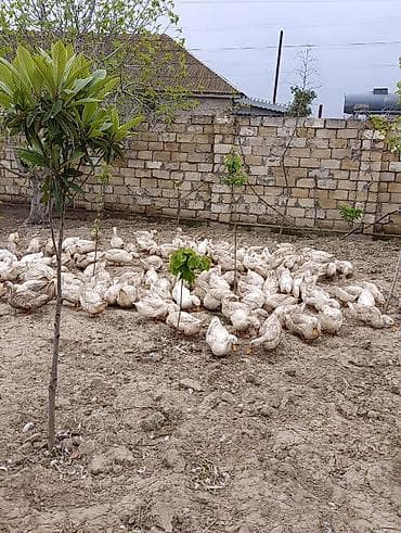 cins heyvanlar: Məhsul: 9 aylıq Pekin ördəkləri Təsvir: - Cins: Pekin - Yaş: 9 aylıq — 7