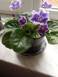 bənovşəyi gul şəkilləri: Bənövşə (Afrika bənövşəsi) – bənövşəyi çiçəkli, xırda dalğalı ləçəklər — 1