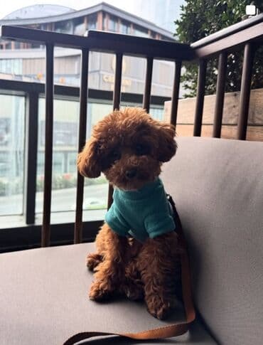 toy budel: Pudel, 3 ay, Erkek, Peyvəndli, Ünvandan götürmə — 23