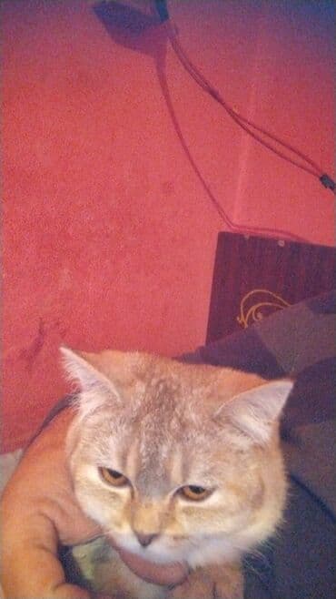 Bentley: Şotland, Dişi, Ünvandan götürmə — 7