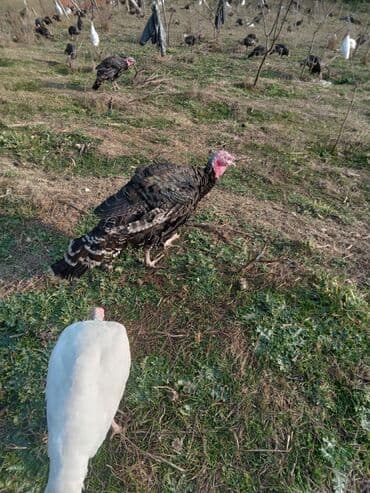arı şəkilləri: Məhsul: Hinduşka sürüsü Təsvir: - Şəkillərdə müxtəlif rənglərdə — 10