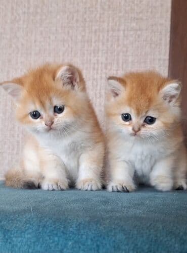 cütleşdirilir: Qızıl şinşilla, Erkək, Cütləşmə üçün — 2