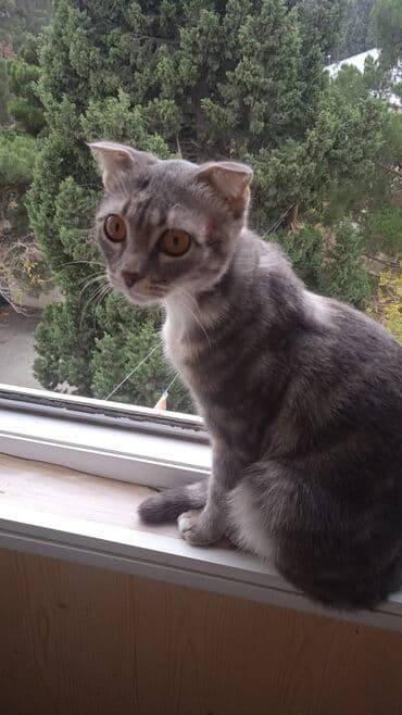 pişik satisi 2020: Dişi, Yaxşı əllərə, Ünvandan götürmə — 1