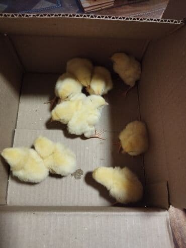 Inəklər, öküzlər: Toyuq cücələri, Ətlik, Ünvandan götürmə — 4