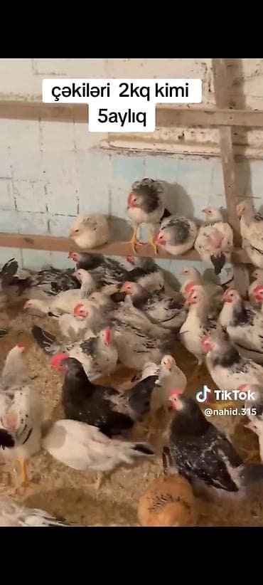 korella quş: Digər quşlar — 1