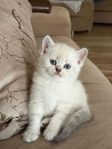 Кошки: Sevimli balaca pişik balası - Cinsə bənzər xüsusiyyətlər: qısa — 1