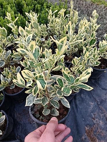 heyet gulleri ve adlari: Məhsul: Bəzək kolları və çoxilliklər – saksıda Təsvir: - Hər biri — 3