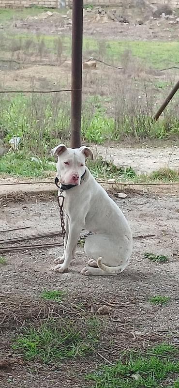 heyvan bazarı: Pitbul, 10 ay, Erkek, Peyvəndli — 10