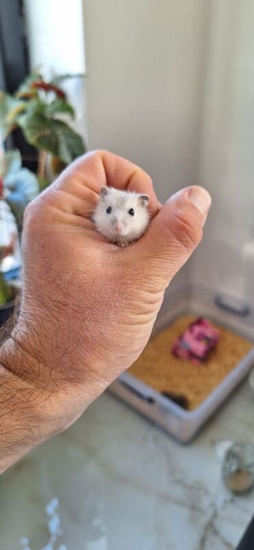 gəmiricilər: Cunqarik xamyak(dağsiçanı) 3 aylıq balalar və ata ana.Bozlar 5 — 2