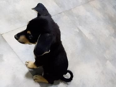 it pişik: 3 ay, Peyvəndli — 3