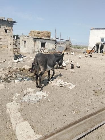 puatu eşşək: Məhsul: Eşşək (yerli cins) Təsvir: - Rəng: tünd boz/qarayaçalan — 3