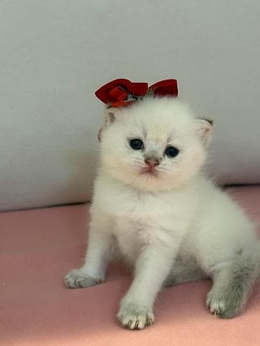 afcarka balası: Şotland — 2