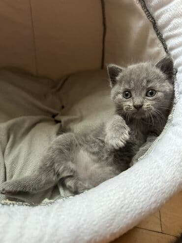 Digər heyvanlar: Şotland, Yaxşı əllərə — 3