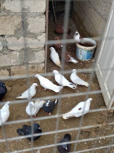 tovuz qusu: Salam goyerciler tergitmedir her regde icinde movcudur hardasa 22.25 — 4