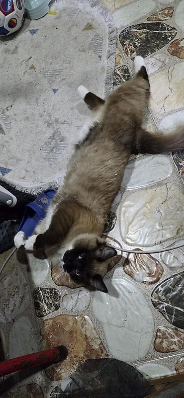 pulsuz pişik: Erkək, Yaxşı əllərə, Ünvandan götürmə — 4