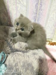 K/t heyvanları və malları: Şotland, Dişi, Ünvandan götürmə — 4