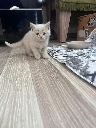 pisik geyimleri: Erkək, Dişi, Yaxşı əllərə, Ünvandan götürmə, Pulsuz çatdırılma, Ödənişli çatdırılma — 8