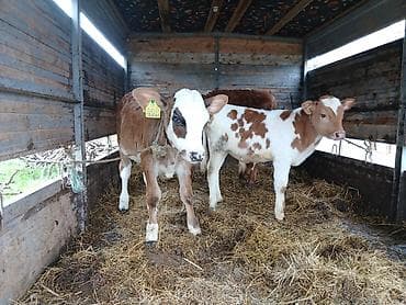 2 den semetalı bizov satlır 1 dişi bir erkeki super saxlamalı