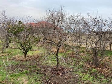 kirayə evlər 2022 bakı: Novxanıda Qurd dərəsi deyilən ərazidə, əsas yoldan təxminən 800 metr — 12