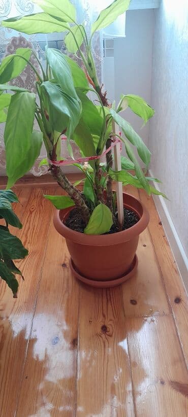 Kala. torfa əkilib. Badamdardadı