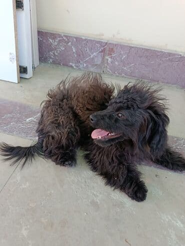 сколько стоит щенок акита ину: Пудель, 4 месяца, Самка, Для вязки, Самовывоз — 2