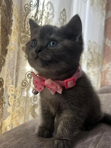 ucuz pişik: Şinşilla — 10