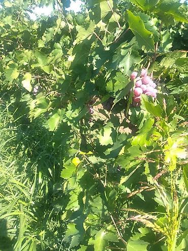 suni bitki: Uzum bagı satılır 5 hektar 3.5 hektar uzum 2h meyvə bagıdır gilas — 3