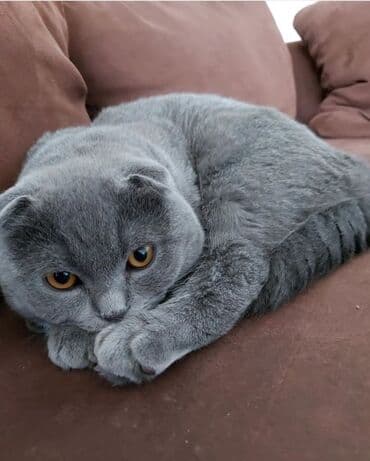 pişik daşıma çantası: Şotland, Erkək, Dişi, Yaxşı əllərə, Ödənişli çatdırılma — 5