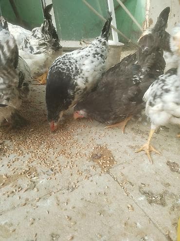 7 ay yarim heyvanlardi 17dene kom satiram 3 heyarati var icinde 1