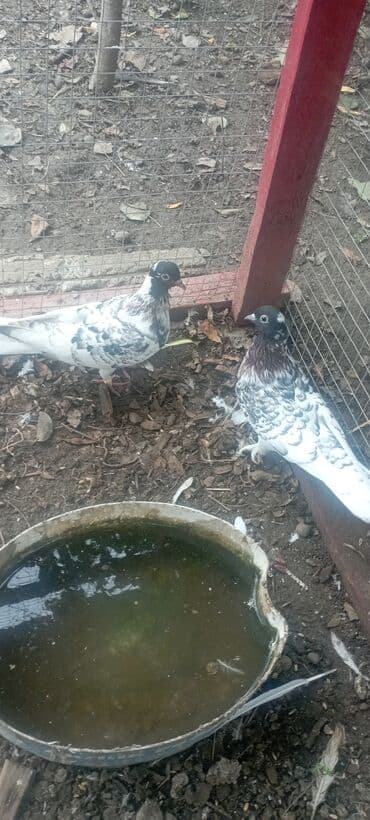 пудель карликовый цена: Qarabaş quşlar satılır hər 2si dişisi qiymət 2sinə aiddir tək tək 15 — 3