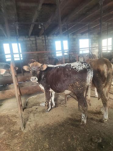 pitbul satisi: Satılır: cins danalar dişi danalar kom satılır alverçi malı deyil — 9