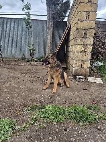 balaca ağ itlər: Alman çoban iti, 7 ay — 2