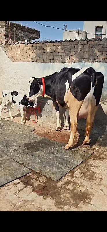 Inəklər, öküzlər: Südlük inək və buzağı - Cins: qara-ağ alaca (Holşteyn tipli görünüş) — 3