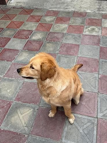 Retriever, 9 ay, Dişi, Peyvəndli