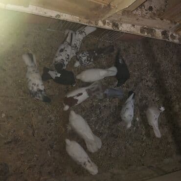 heyvanlara verilen adlar: 13 hoyercin ve 5 eded baladir cemi 18 goyercindir balalar ozlerinindir — 2