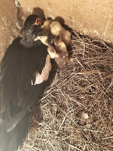 Другие с/х животные: Muscovy (hinduşka ördəyi) bala ördəklər — 1