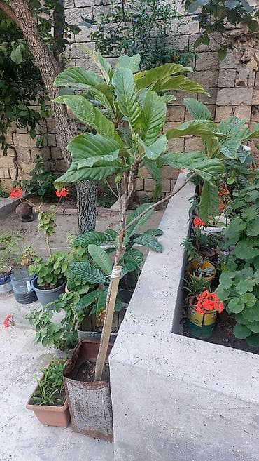 adəm ağacı: Ağac gülü və Yapon əzgili (muşmula) 10 azn (ədədi) Açıq hava üçündür — 10