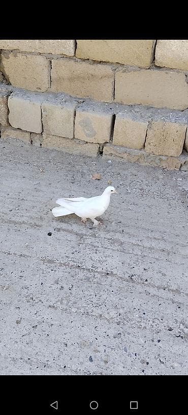 Quşlar: Ağ rəngli göyərçin - Tamamilə ağ lələk örtüyü, səliqəli və parlaq — 4