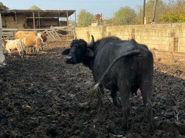 camış balası: Məhsul: Qaramal – camış (su bufalosu) Təsvir: - Qara rəngli, buynuzlu — 2