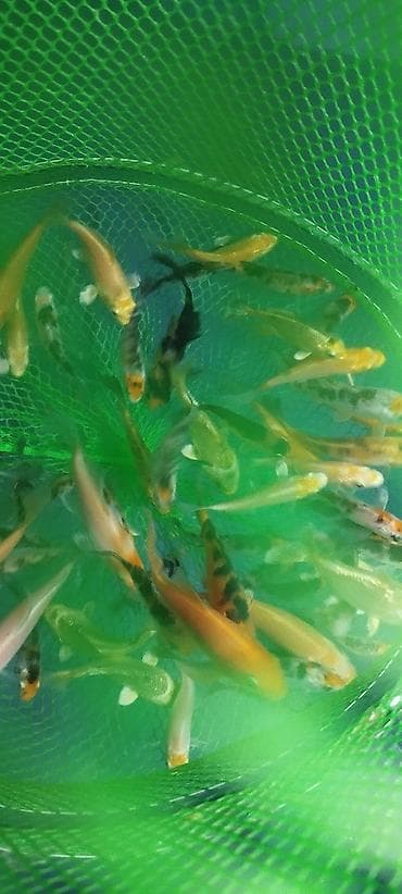 zvanok it satilir: Koi, Sülhsevər, Ödənişli çatdırılma — 9