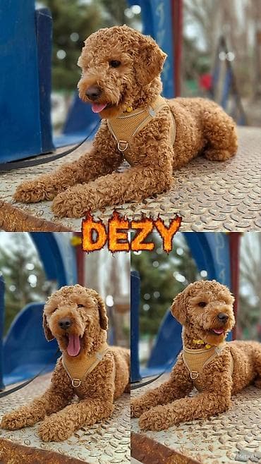 zvanok itləri: 1 il, Erkek, Sənədli — 4