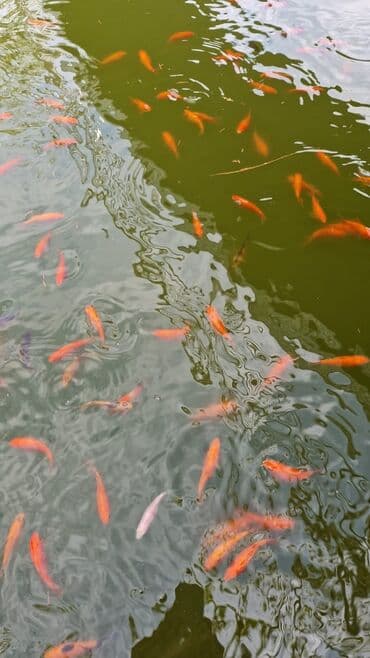 Gəmiricilər: Qızıl balıq, Sülhsevər, Ünvandan götürmə — 6