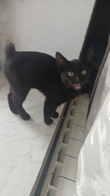 maykonq pişiyi: Erkək, Yaxşı əllərə — 1