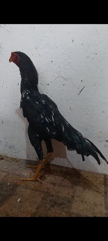 Коровы, быки: O shamo Safqan döyüş tipli xoruz (uzunboyun, qara lələklər üzərində ağ — 4