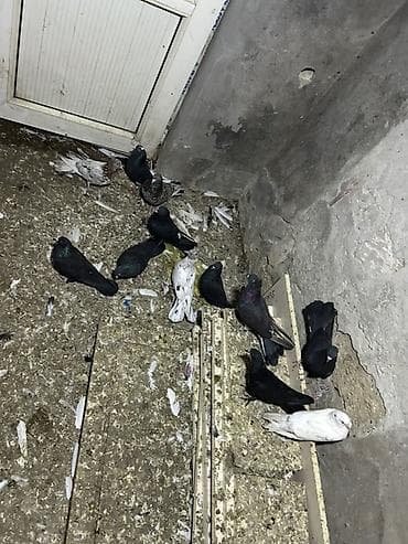 takla goyercin: 2 manatdan 12 denedi qiymet sondu hamsi saglamdi — 3