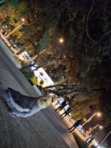 Nimfa (cockatiel) papağanı - Növ: Nimfa (Nymphicus hollandicus) - lalafo.az -da Nimfa (cockatiel) papağanı - Növ: Nimfa (Nymphicus hollandicus) -