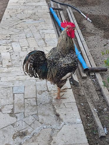 Salam Aleykum şəkildə Xarkov xoruzudur yekə heyvanıdı super xoruzdu — 2