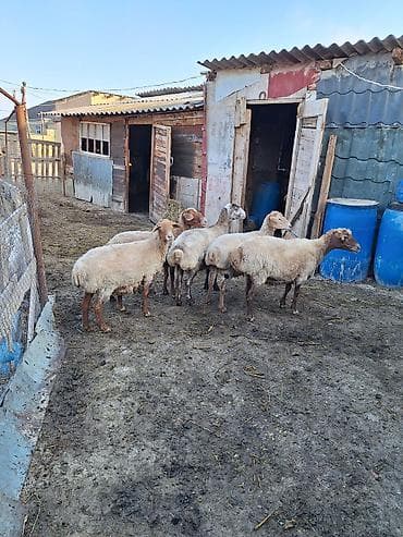 Ətlik kök qoyunlardı