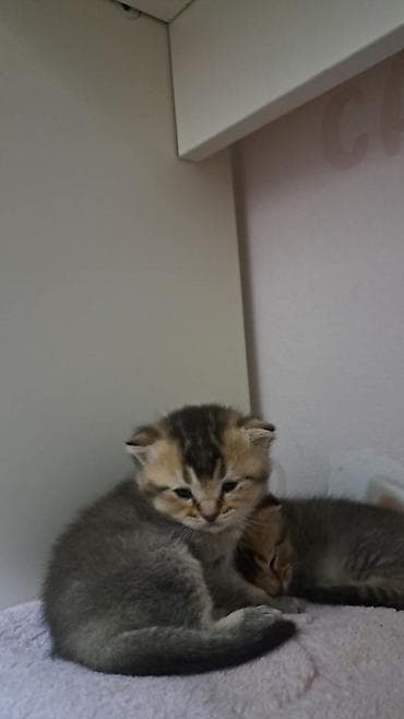 ordek sekilleri: Şotland — 4