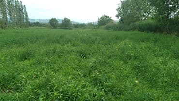 torpaq satisi saytlari: 82 sot, Kənd təsərrüfatı, Kupça (Çıxarış) — 5